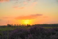 Sunrise at the purple heather and burial mounds on the Regte Heide