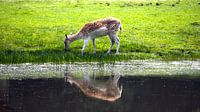 Kleine Rehe in der Nähe des Wassers