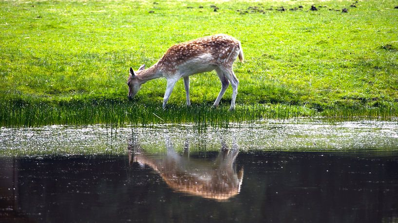 Little deer near the water by Agnes Koning