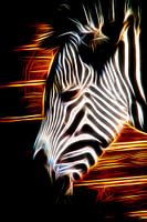 Zebra in Lichtfeuer