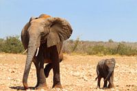 Elephants in Etosha