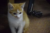 young white / ros kitten