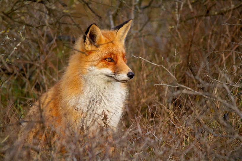Le renard dans le bois par Arnold van der Horst