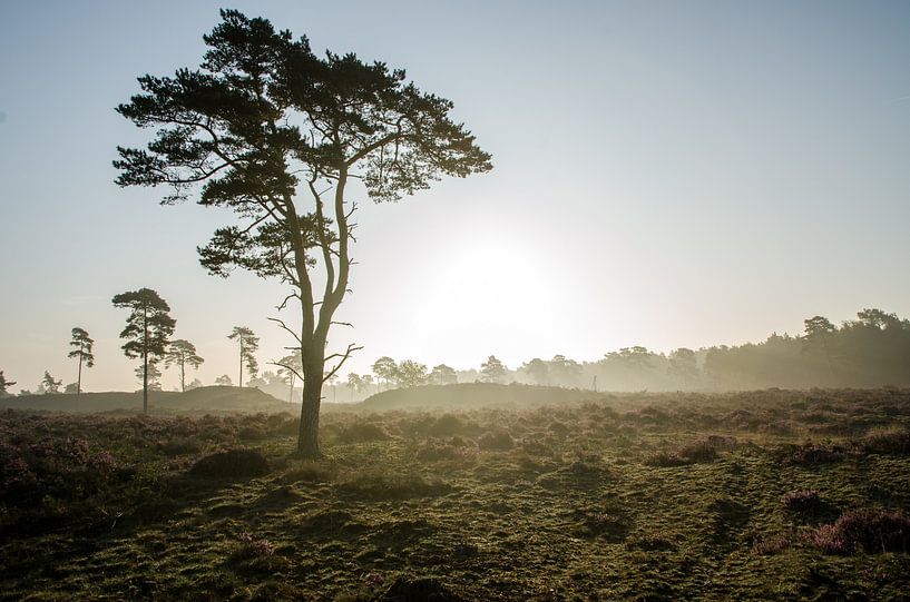 Leuvenumse Bossen savanne  by Maurice Verschuur