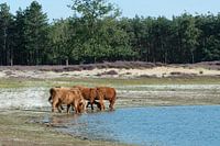 Schottische Highlander