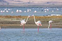 Flamants roses dans l'eau salée du lac Magadi dans le cratère du Ngorongoro, Tanzanie