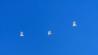Great Egrets on migration