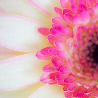 Gerbera detail