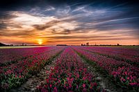 Tulpen aus dem Norden, Oldenzijl