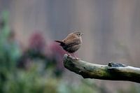 Wren on branch