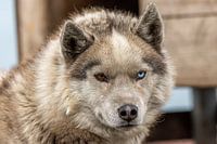 Regarder avec un look'coloré