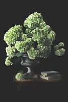 Hortensia stilleven, stijl Oude Meesters