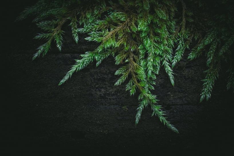 Tronc d'arbre avec mousse par Jan