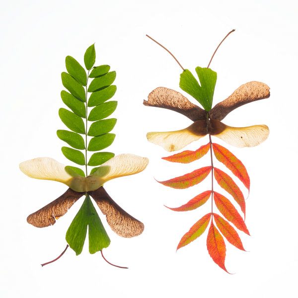 Fantasy dragonflies autumn by Anjo Kan