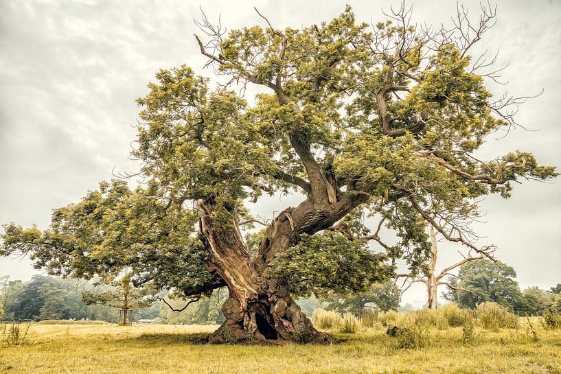 Le Puissant par Lars van de Goor
