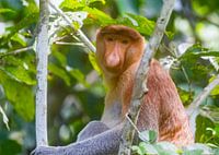 Proboscis Monkey