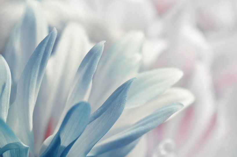 Zarte Blüten von Violetta Honkisz