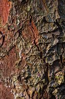 Tree trunk with coarse bark