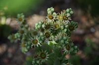 Thunderleaf in bloom (Sempervivum tectorum)