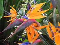 Bird of paradise flower Paradijsplant