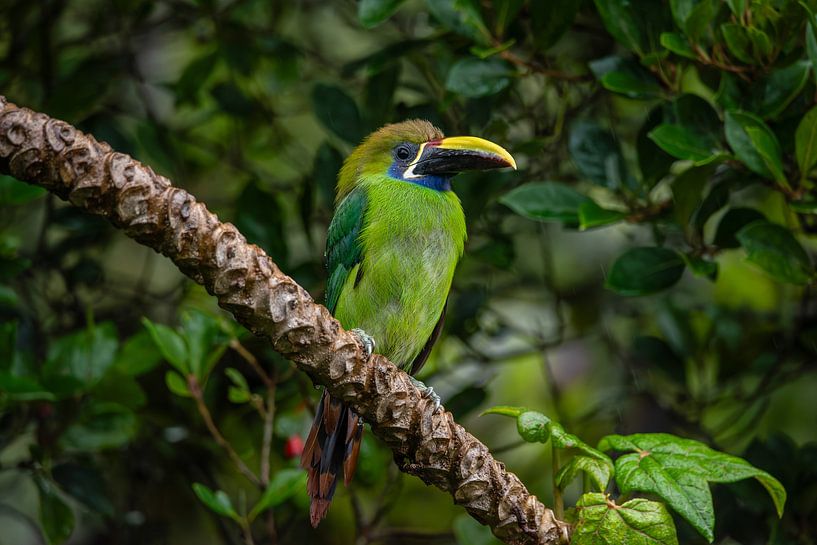 Toucan au Costa Rica par Hoven Fotografie
