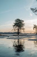 Matin glacial au Boetelerveld
