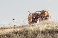 Scottish Highlanders
