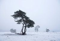 vliegdennen in besneeuwd landschap