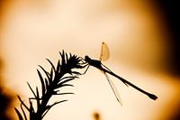 Libellule au coucher du soleil