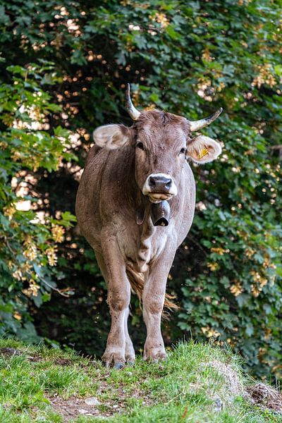Douce vache dans le pays d'Appenzell par Leo Schindzielorz
