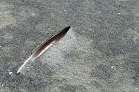 Studie: De Kaloot, Borssele - Zeeland