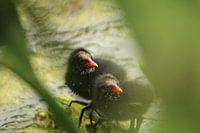 Kleine Blässhühnerküken