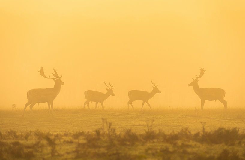Damhirsch im Nebel. von Corné Ouwehand