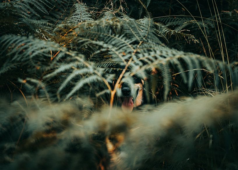 Chameleon Maks by Jakub Wencek