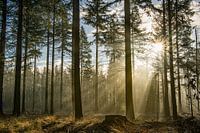 Sonnenstrahlen aus Gold