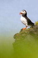 Puffin in Iceland