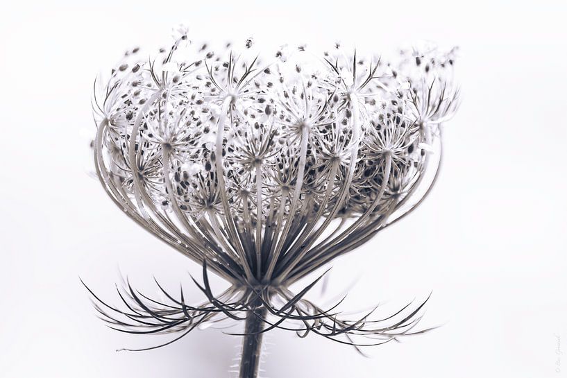 Wild Carrot - artistic white by Bas Greevink
