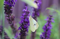 Macro butterfly in purple flower
