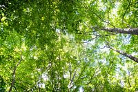 Sonnenlicht durch die Birken