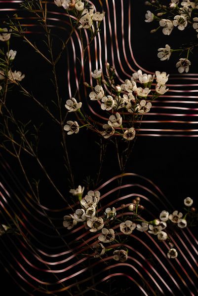 Wachsblumen mit digitalen grafischen Linien von Misty Melodies