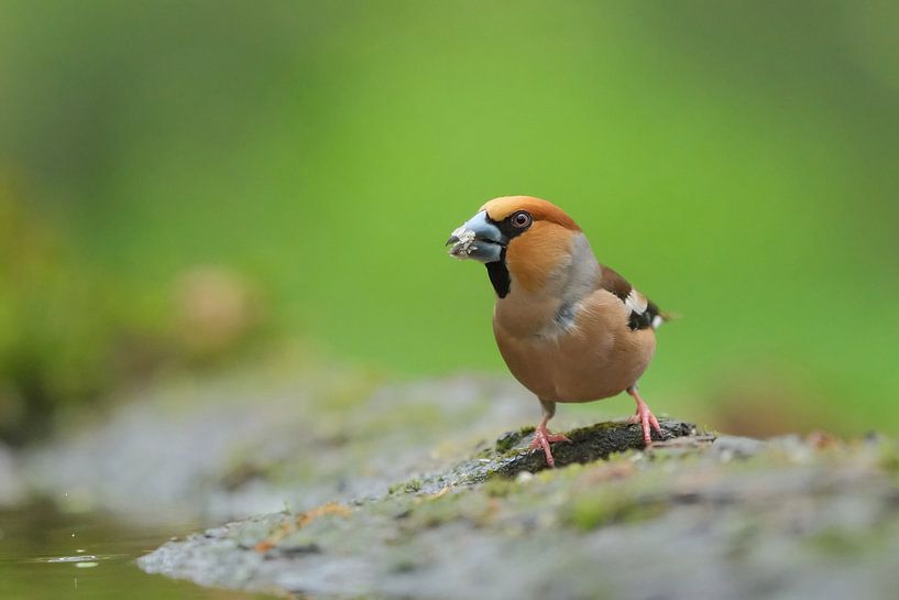 Apple finch by Wim van der Meule