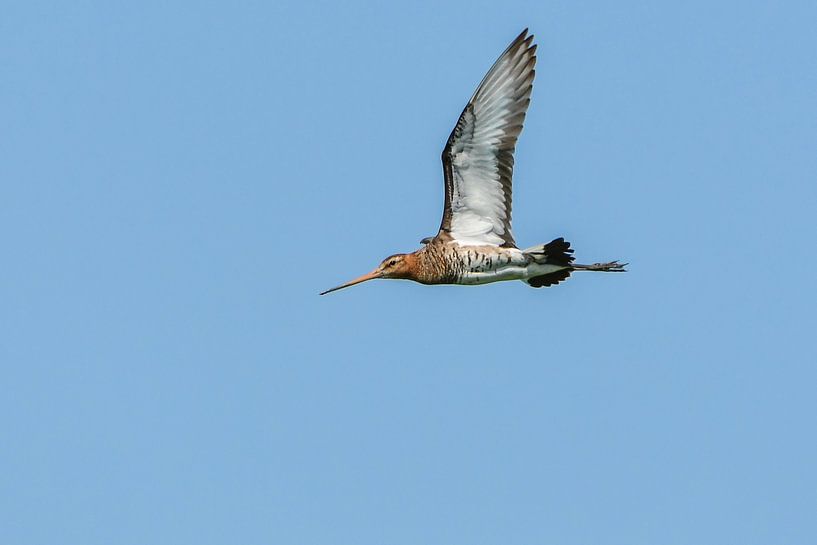 Uferschnepfe von Henk de Boer