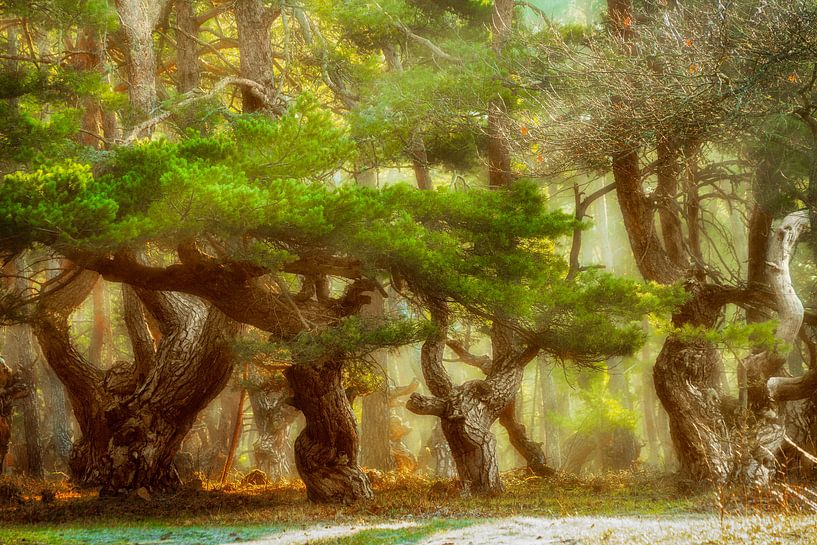 Kiefernwald umspielt von Sonnenstrahlen von Lars van de Goor