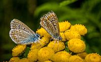 butterfly pair on flower