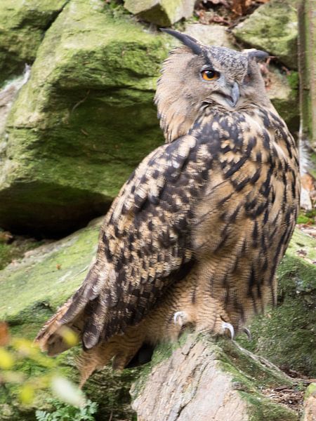 Uil by Anneke Kroonenberg