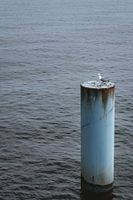 Lonely seagull in the middle of the sea