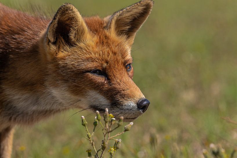 Portrait de tête du renard par Joeri Imbos