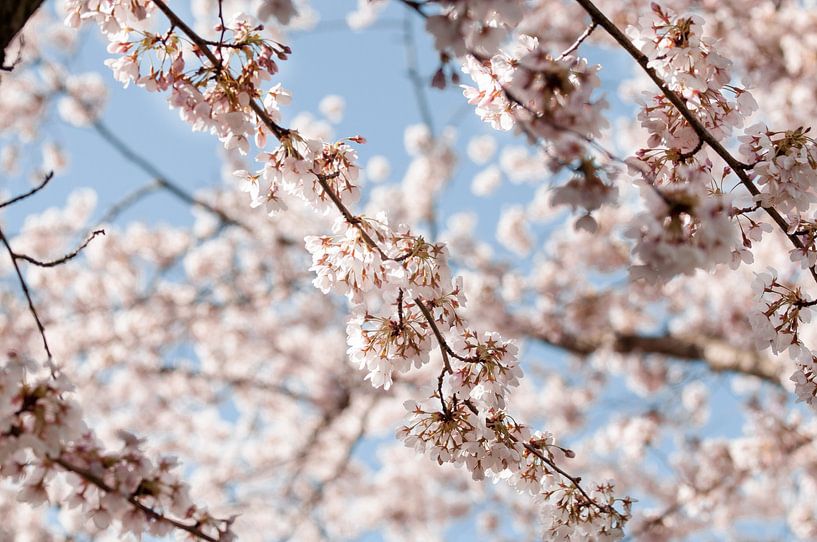 Japanese Cherry Blossom by lisanne Vloet