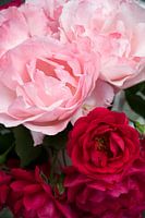 Summertime, rose time