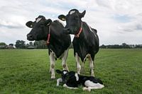 Nieuw leven in de wei.